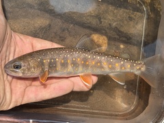 Bull Trout photo 2