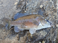 Hephaestus fuliginosus