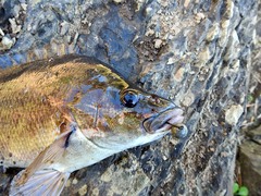 Hephaestus fuliginosus