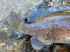 Hephaestus fuliginosus