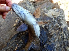 Hephaestus fuliginosus