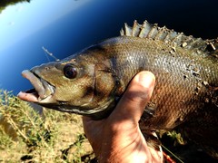 Hephaestus fuliginosus