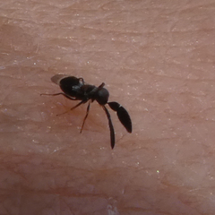 Cryptanusia