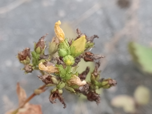 Ticklewort (Hypericum annulatum)