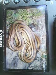 Elaphe quatuorlineata