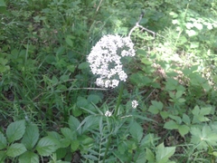 Valeriana alternifolia