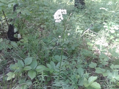 Valeriana alternifolia