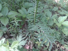 Valeriana alternifolia