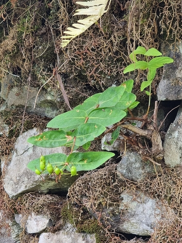 Image of Hypericum grandifolium by (c) Vítor Jorge, some rights reserved (CC BY)