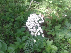 Valeriana alternifolia