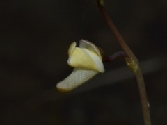 Utricularia limosa
