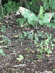 Fringilla coelebs