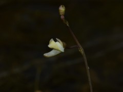 Utricularia limosa