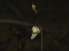 Utricularia limosa