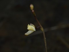 Utricularia limosa