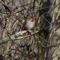 Passerella iliaca iliaca