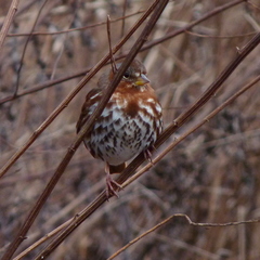 Passerella iliaca iliaca