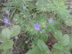 Geranium pseudosibiricum