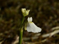 Utricularia linearis