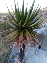 Aloe cipolinicola