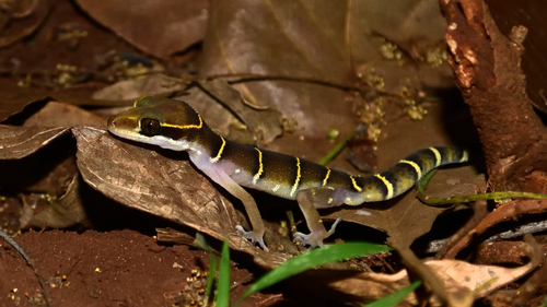 Gunther's Indian Gecko
