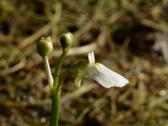 Utricularia linearis