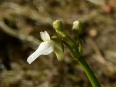Utricularia linearis