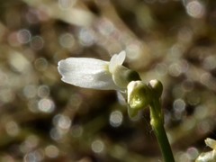 Utricularia linearis