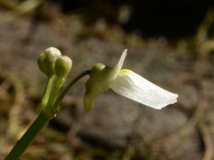 Utricularia linearis