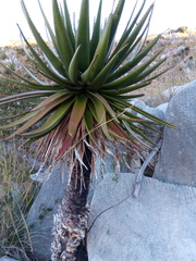 Aloe cipolinicola