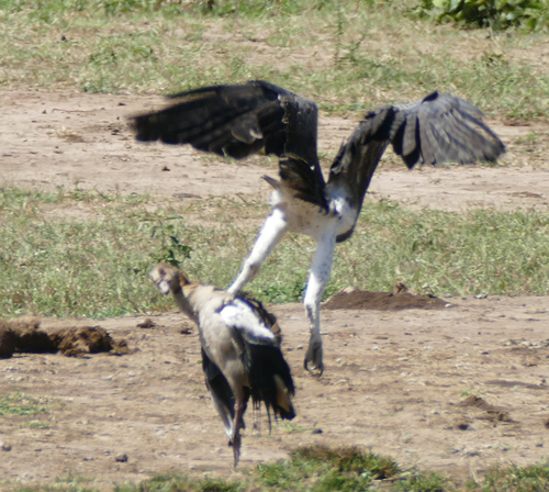 Martial Eagle