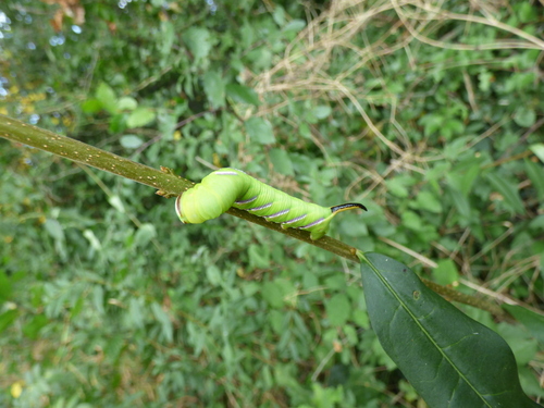 Sphinx ligustri