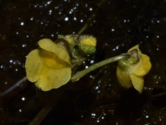 Utricularia muelleri