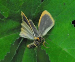 Eilema depressa