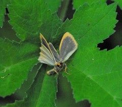 Eilema depressa