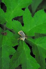 Eilema depressa