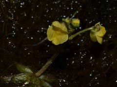 Utricularia muelleri