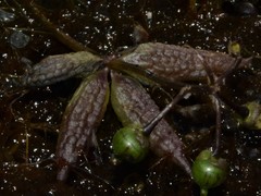 Utricularia muelleri