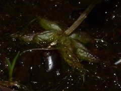 Utricularia muelleri