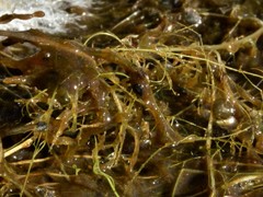 Utricularia muelleri