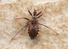 Rhynocoris erythropus