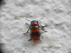 Coptocephala