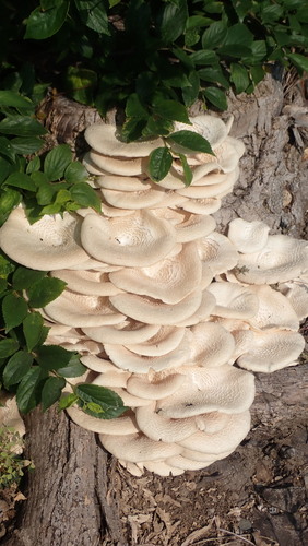 Lentinus squarrosulus