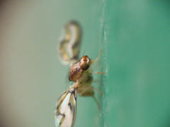 Toxonevra muliebris