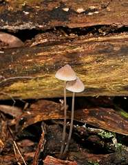 Mycena austrofilopes