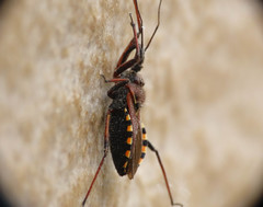 Rhynocoris erythropus
