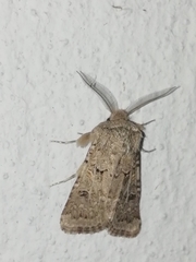 Spodoptera hipparis