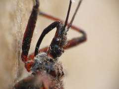 Rhynocoris erythropus