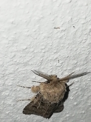Spodoptera hipparis