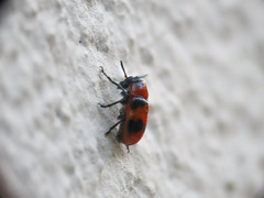 Coptocephala